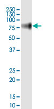 CD44 monoclonal antibody (M19), clone 4B7
