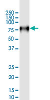 CD44 monoclonal antibody (M18), clone 1F4
