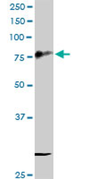 CD44 purified MaxPab rabbit polyclonal antibody (D01P)