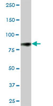 CD44 purified MaxPab mouse polyclonal antibody (B01P)