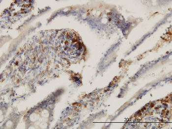 ENTPD6 monoclonal antibody (M03), clone 2D10