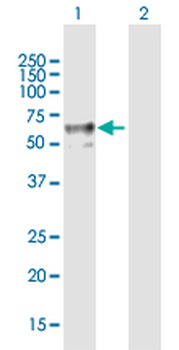 ENTPD2 purified MaxPab mouse polyclonal antibody (B01P)