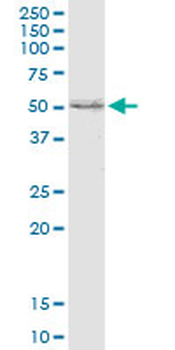 SCARB2 polyclonal antibody (A01)