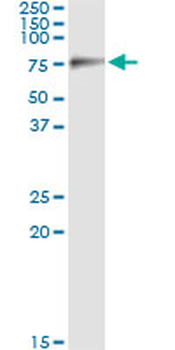 SIGLEC6 monoclonal antibody (M02), clone 2G6