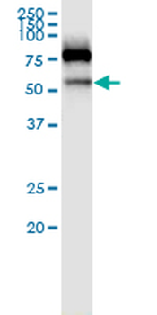 SIGLEC6 MaxPab rabbit polyclonal antibody (D01)