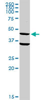 CD33 purified MaxPab rabbit polyclonal antibody (D01P)