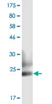 TNFSF8 monoclonal antibody (M05), clone 4E4
