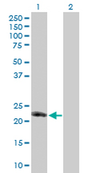 TNFSF8 purified MaxPab mouse polyclonal antibody (B01P)