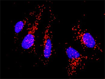 CD86 purified MaxPab rabbit polyclonal antibody (D01P)