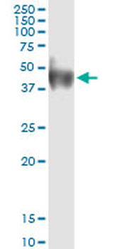 CD80 MaxPab rabbit polyclonal antibody (D01)