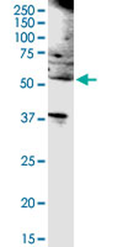 CD19 purified MaxPab rabbit polyclonal antibody (D01P)