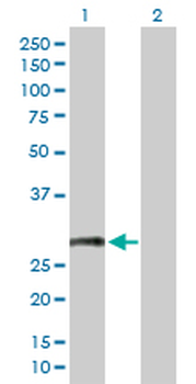 CD8B purified MaxPab rabbit polyclonal antibody (D01P)