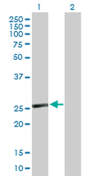 CD8B purified MaxPab mouse polyclonal antibody (B01P)