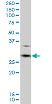 CD8A purified MaxPab mouse polyclonal antibody (B01P)