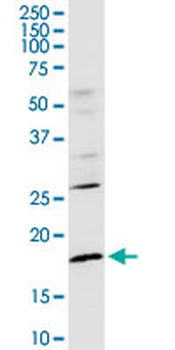 CD247 purified MaxPab rabbit polyclonal antibody (D01P)