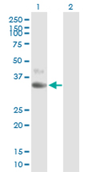 CD1D purified MaxPab mouse polyclonal antibody (B01P)