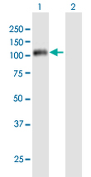 CCNF purified MaxPab mouse polyclonal antibody (B01P)