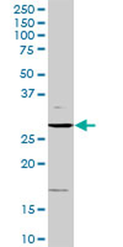 CCND3 purified MaxPab rabbit polyclonal antibody (D01P)