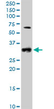 CCND2 purified MaxPab mouse polyclonal antibody (B01P)