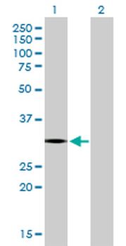 CCNC MaxPab mouse polyclonal antibody (B02P)