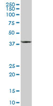 CCBL1 purified MaxPab mouse polyclonal antibody (B01P)