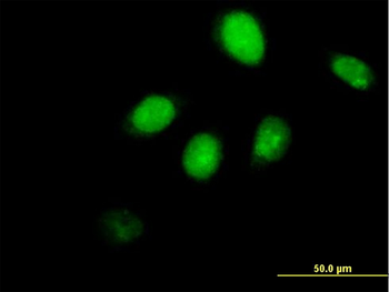 RUNX3 purified MaxPab mouse polyclonal antibody (B01P)