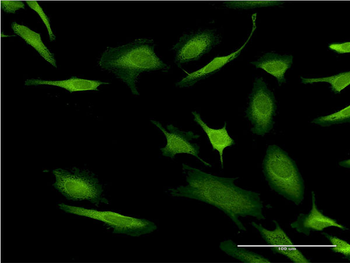 CASP10 monoclonal antibody (M04), clone 3C9