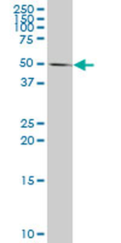 CASP10 monoclonal antibody (M02), clone 2E7