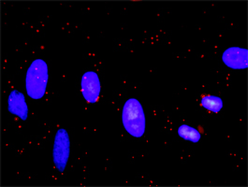 CASP9 monoclonal antibody (M02), clone 4F12-G6