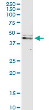 CASP9 monoclonal antibody (M01), clone 3B8-4G2