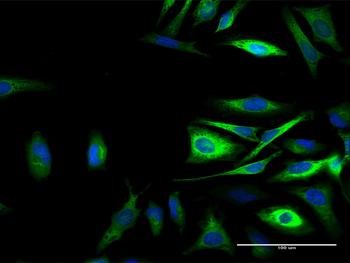 CAST purified MaxPab mouse polyclonal antibody (B02P)