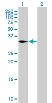 CAPZA2 purified MaxPab mouse polyclonal antibody (B01P)