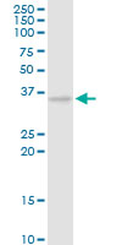 CAMLG purified MaxPab rabbit polyclonal antibody (D01P)
