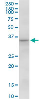 CAMLG purified MaxPab mouse polyclonal antibody (B01P)