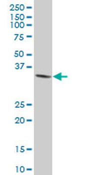 CAMLG polyclonal antibody (A01)
