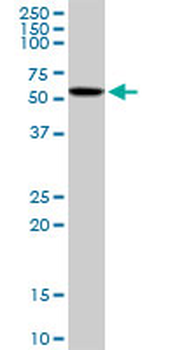 CAMK4 purified MaxPab mouse polyclonal antibody (B01P)