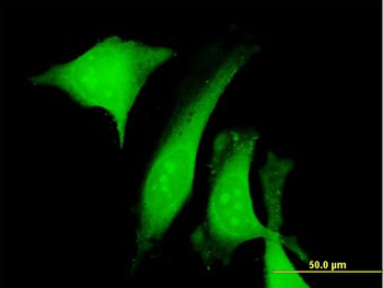 CALU purified MaxPab mouse polyclonal antibody (B01P)