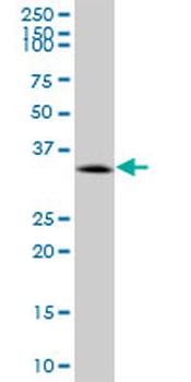CACNG1 purified MaxPab mouse polyclonal antibody (B01P)