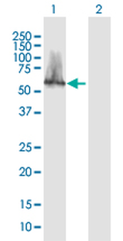 CACNB3 purified MaxPab mouse polyclonal antibody (B01P)