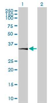CA11 purified MaxPab mouse polyclonal antibody (B02P)