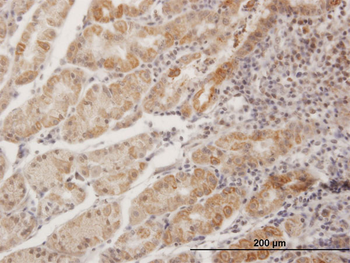 MPPED1 purified MaxPab mouse polyclonal antibody (B02P)