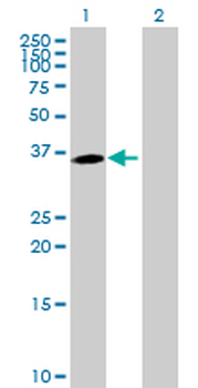 MPPED1 purified MaxPab mouse polyclonal antibody (B01P)