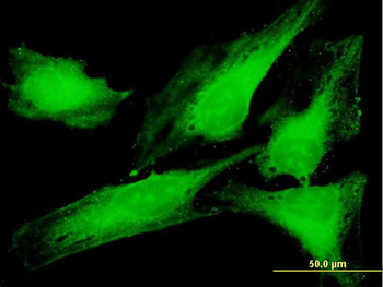 PTTG1IP purified MaxPab mouse polyclonal antibody (B01P)