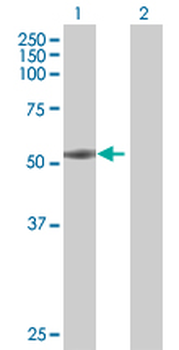 FMNL1 MaxPab mouse polyclonal antibody (B01P)