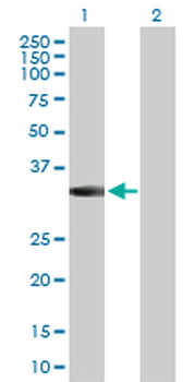 MPPED2 purified MaxPab rabbit polyclonal antibody (D01P)