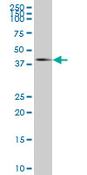 MPPED2 purified MaxPab mouse polyclonal antibody (B01P)