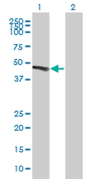 ZNHIT2 MaxPab mouse polyclonal antibody (B01P)