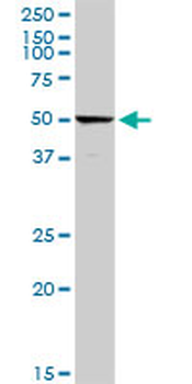 C4BPA purified MaxPab rabbit polyclonal antibody (D01P)
