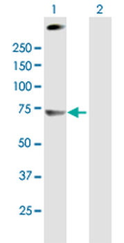 C4BPA purified MaxPab mouse polyclonal antibody (B01P)