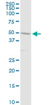 C3AR1 purified MaxPab rabbit polyclonal antibody (D01P)